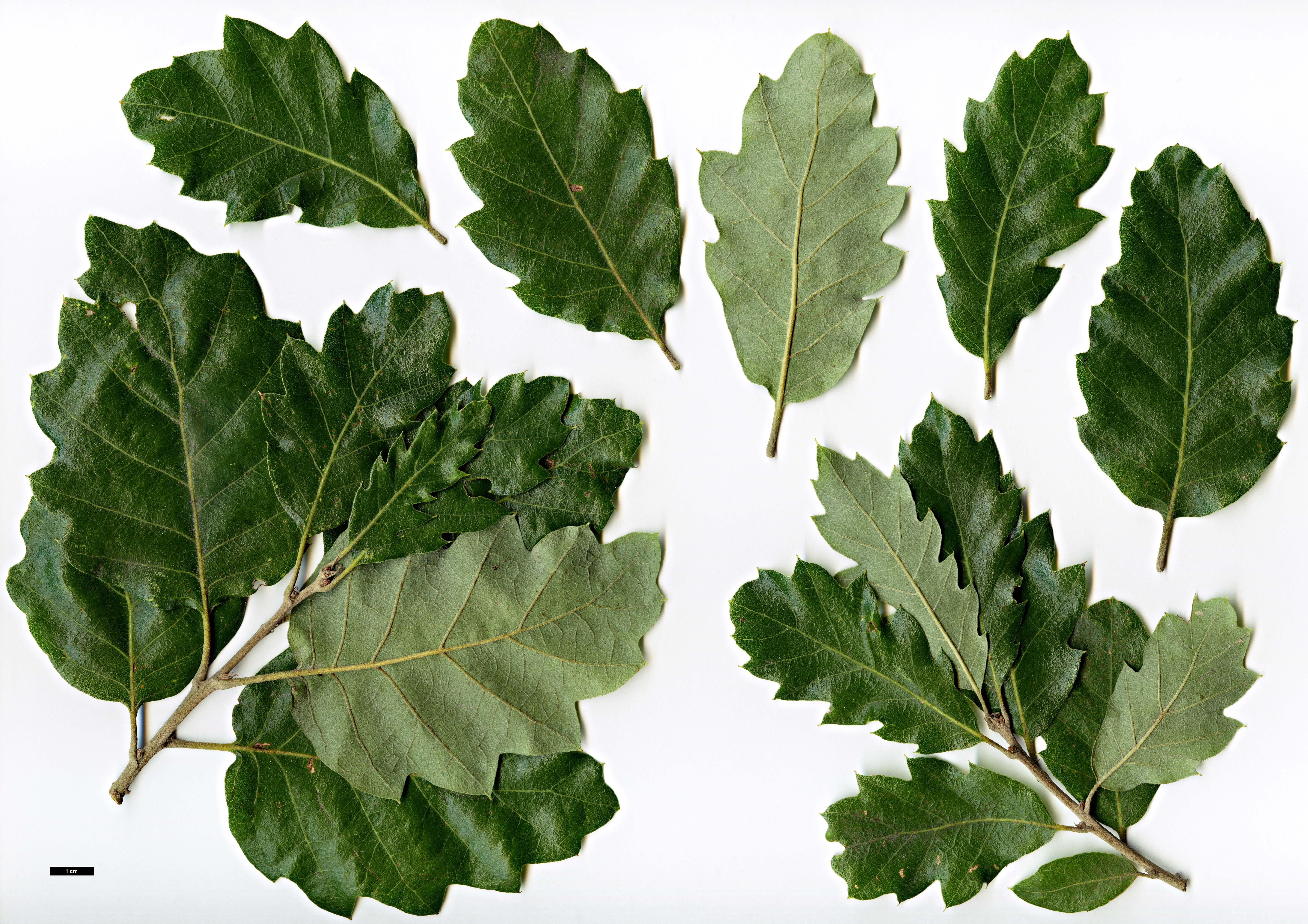 High resolution image: Family: Fagaceae - Genus: Quercus - Taxon: ×hispanica - SpeciesSub: 'Ambrozyana' (Q.cerris × Q.suber)